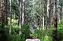 Beach & Forest Eco Adventure 2pm Departure