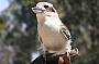 Birds of Prey free-flight show
