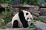 Panda at Adelaide Zoo