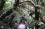 Rainforest Walk