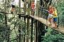 Tree top Walk amidst the rainforest canopy