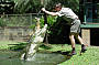 Kuranda Koala Gardens - Crocs !