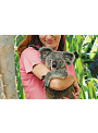 Cuddle a koala at Koala Gardens Kuranda