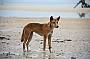 Fraser Island Dingo