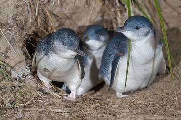 Guided Nature and Penguin Tour